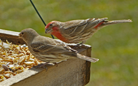 پرورش فنچ در خانه, آموزش پرورش فنچ