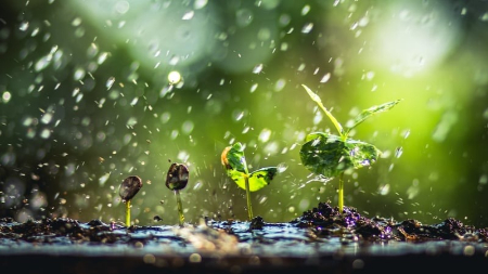 بوی خاک پس از باران,علت بوی خاک هنگام بارندگی