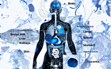 دفع میکروپلاستیک‌ها از بدن, چگونه میکروپلاستیک‌ها را از بدن خارج کنیم