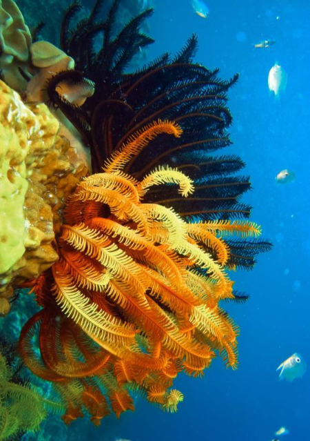 صخره بزرگ مرجانی استرالیا, دیواره بزرگ مرجانی