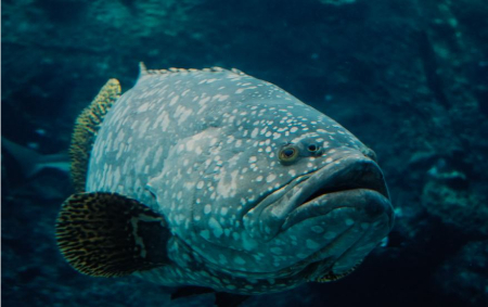 صخره بزرگ مرجانی استرالیا, دیواره بزرگ مرجانی