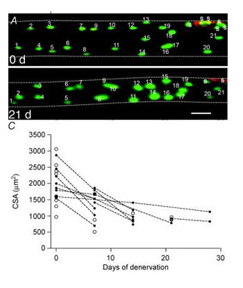 بدنسازی,مکانیزم حافظه عضله,حافظه عضله چیست