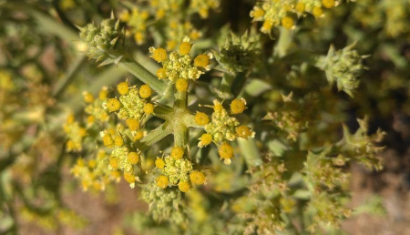 خوشاریزه چیست, خواص ضدالتهابی خوشاریزه