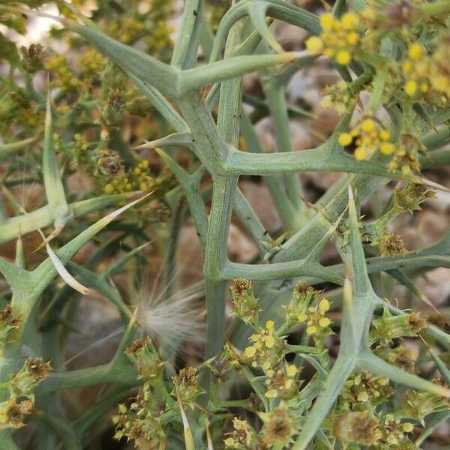 خوشاریزه چیست, خواص ضدالتهابی خوشاریزه