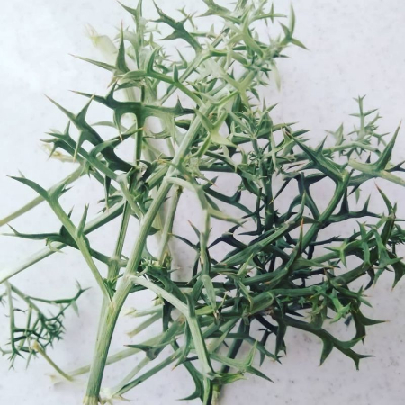 خوشاریزه چیست, خواص ضدالتهابی خوشاریزه