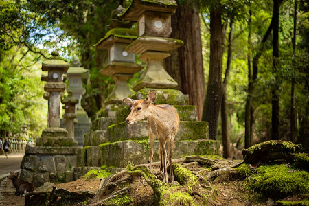پارک نارار, گردشگری پارک نارار