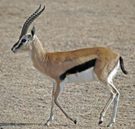 پناهگاه حیات وحش شیر احمد, شیر احمد سبزوار