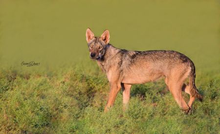پناهگاه حیات وحش شیر احمد, شیر احمد سبزوار