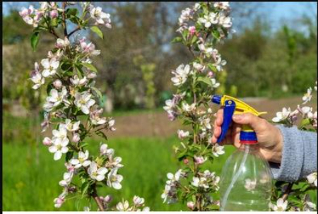 بهترین زمان سم‌پاشی نهال‌های گلابی, سم‌پاشی درخت گلابی 