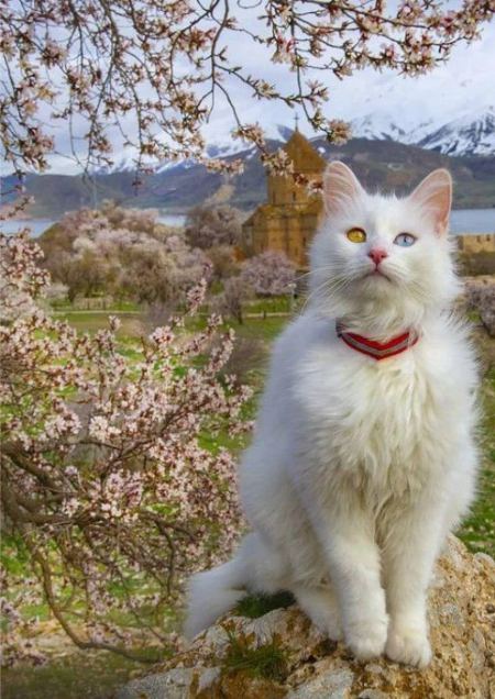 گربه‌های وان