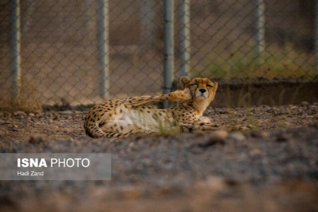  یوزپلنگ آسیایی,اخبار اجتماعی ,خبرهای اجتماعی 