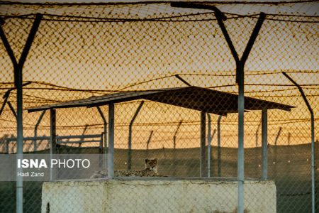  یوزپلنگ آسیایی,اخبار اجتماعی ,خبرهای اجتماعی 