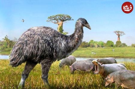 تخم شترمرغ،اخبار گوناگون،خبرهای گوناگون