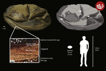 تخم شترمرغ،اخبار گوناگون،خبرهای گوناگون