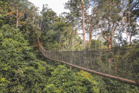 پل کانوپی واک, پارک ملی کاکوم