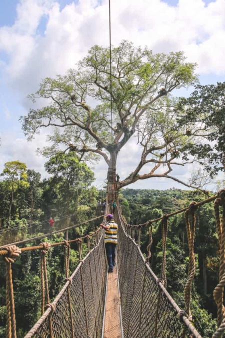 پل کانوپی واک, پارک ملی کاکوم