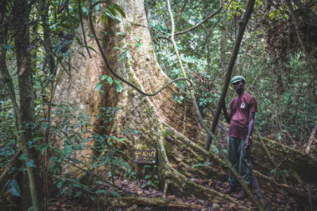 پل کانوپی واک, پارک ملی کاکوم