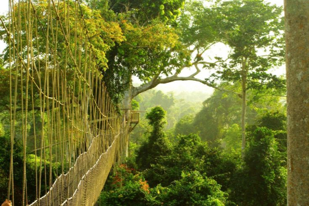 پل کانوپی واک, پارک ملی کاکوم