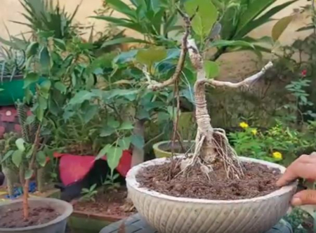 ساخت گلدان سیمانی,آموزش ساخت گلدان بتنی