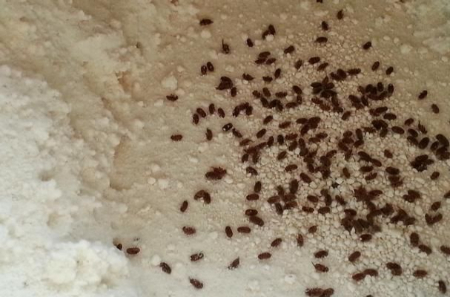 از بین بردن حشره ادویه, حشره ادویه چیست