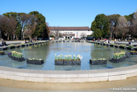 پارک اوئنوتوکیو, شکوفه‌های گیلاس