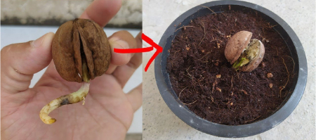 نحوه کاشت نهال گردو, انواع رقم گردو برای کاشت