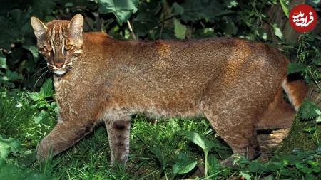 گربه طلایی،اخبار گوناگون،خبرهای گوناگون