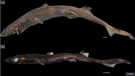 گونه جانوری جدید در اعماق آب‌های استرالیا،اخبار علمی،خبرهای علمی