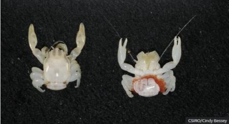 گونه جانوری جدید در اعماق آب‌های استرالیا،اخبار علمی،خبرهای علمی