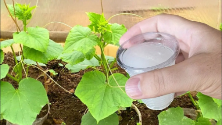 بهترین کود برای خیار, کود مناسب خیار