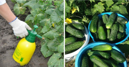 بهترین کود برای خیار, کود مناسب خیار