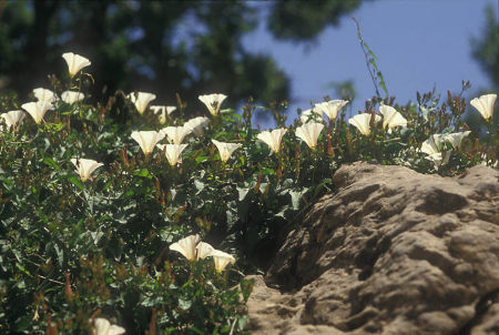 سقمونیا, خواص سقمونیا