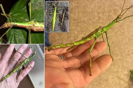  پروانه دوجنسه, حشرات دوجنسه