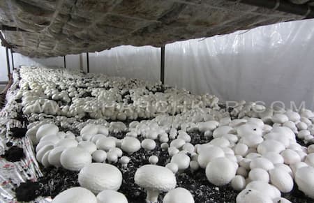 رطوبت ساز و مهپاش, طرز کار دستگاه رطوبت ساز, دستگاه رطوبت ساز سالن قارچ