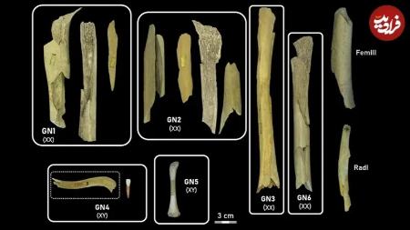 نئاندرتال،اخبار گوناگون،خبرهای گوناگون