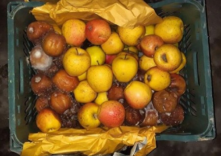 احکام شیرابه میوه گندیده