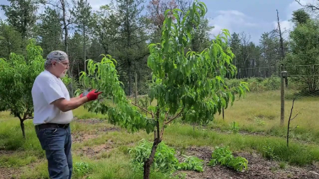 هرس درخت شلیل, زمان هرس هلو و شلیل