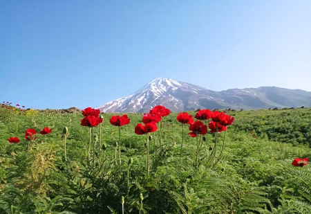 دشت شقایق کالپوش, دشت آفتابگردان کالپوش