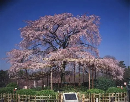 پارک مارویاما کیوتو, هانامی کیوتو