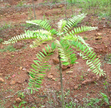 قرص دویلتفین, دویلتفین برای آرتروز