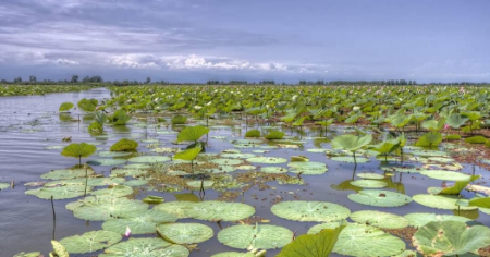 روز جهانی تالاب‌ها, تاریخ روز جهانی تالاب‌ها