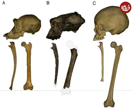 میمون،اخبار گوناگون،خبرهای گوناگون