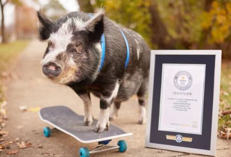 عجیب ترین رکوردهای گینس 2025،اخبار گوناگون،خبرهای گوناگون