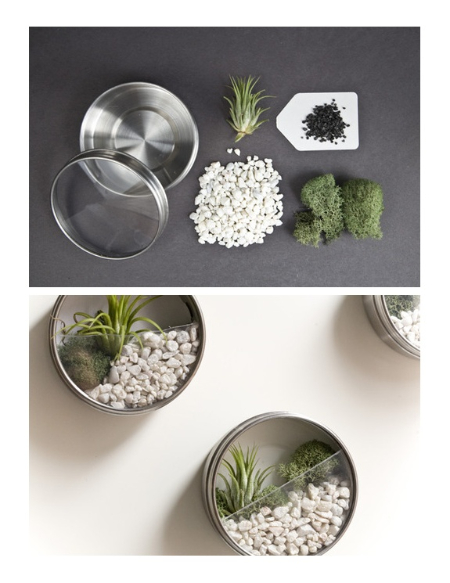 تزیین با کاکتوس, چیدمان کاکتوس